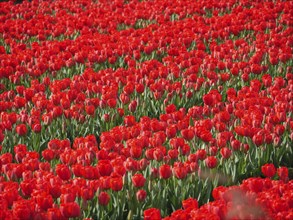 A wide field full of red tulips spreading a spring-like atmosphere, amsterdam, holland, netherlands