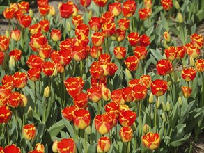 A field full of colourful tulips with predominantly red flowers, scattered yellow flowers and green