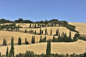 Cypress avenue La Foce, Tuscany, Italy, Europe, row of cypresses along rolling hills under a clear