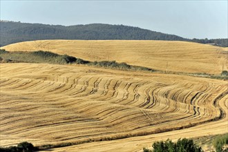 Harvested wheat fields, Landscape south of Pienza, Tuscany, Italy, Europe, Wide waves of golden