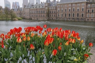 Blooming red and yellow tulips on the banks of a canal in front of historic buildings in The Hague,