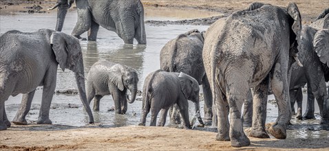 Group of Elephants at the Kruger National Park, South Africa during winter season