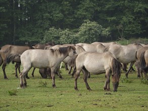 Group of horses grazing in a spacious pasture surrounded by trees and natural greenery, merfeld,