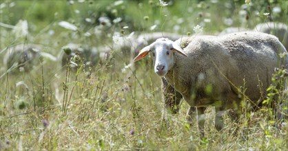 Flock of Sheeps (detailed selective focus) on a meadow