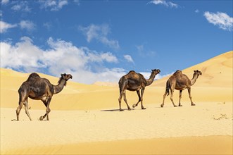 Group of dromedaries in the beautiful Omani Rub al-Chali Desert