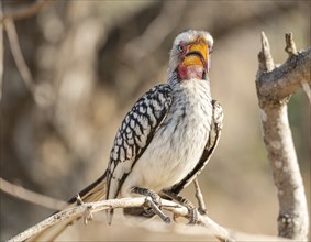 A Southern Yellow Billed Hornbill (Tockus Leucomelas), Kruger National Park, South Africa, Africa