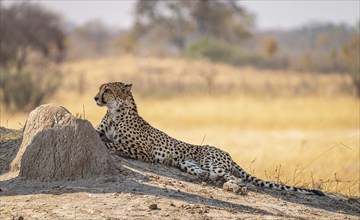 Cheetah in the Kruger National Park, South Africa during winter season