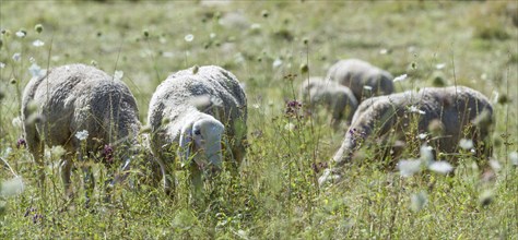 Flock of Sheeps (selective focus) on a meadow at a hot summer day