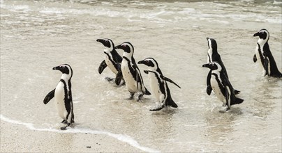 African Penguins (lat. Spheniscus Demersus) at Boulders Beach in Simonstown in South Africa