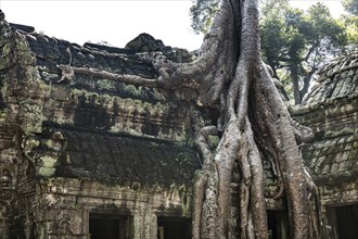 The famous Ta Prohm temple near Angkor Wat, Cambodia, Asia