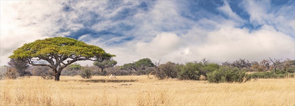 African landscape in the Hwange National Park, Zimbabwe at a sunny day