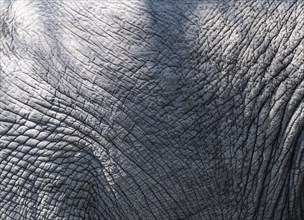 Skin of African Elephant (Loxodonta Africana) at Kruger National Park, South Africa, close-up shot,