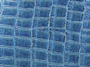 Abstract texture of synthetic leather, blue crocodile background