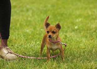 Chihuahua Dog Standing on the Grass in Outdoors