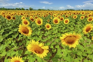 Field of sunflowers in full spring bloom with bee pollination