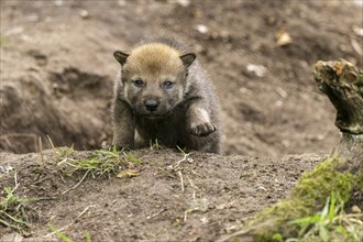 Puppy in natural environment curiously raising its paw, European gray wolf (Canis lupus)