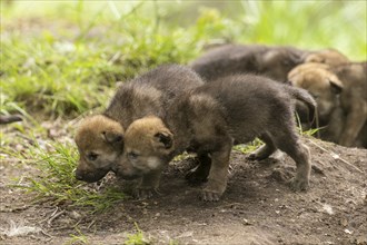 Two wolf pups standing close together and looking curiously ahead, European grey gray wolf (Canis