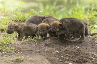 Four wolf pups stand on the ground and look around, European grey gray wolf (Canis lupus)