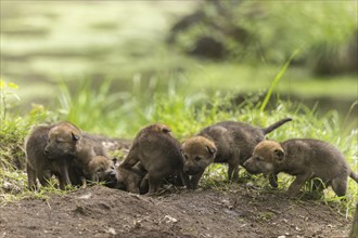 Six wolf pups curiously exploring their surroundings in the grass, European grey gray wolf (Canis