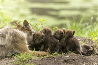 A mother wolf gives affection to her pups as they lie in the grass, European grey gray wolf (Canis