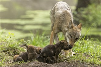 A mother wolf watches her pups playing in the grass, European grey gray wolf (Canis lupus)