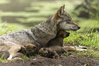 A pack of wolves lies in the grass while the mother cares for her pups, European grey gray wolf