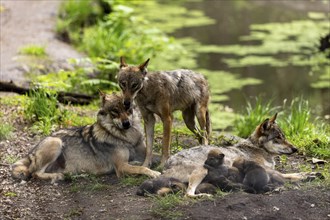 A pack of gray wolves (Canis lupus)