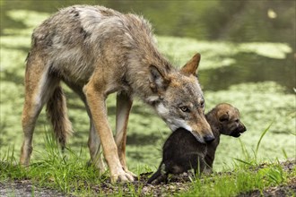 A wolf gently grabs a small pup by the neck near a body of water, European grey gray wolf (Canis