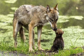 A wolf licks its pup while it is sitting near a body of water, European grey gray wolf (Canis