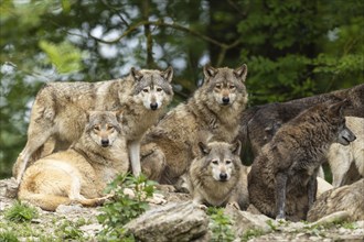 A group of wolves showing pack behaviour in a natural environment, posing together, Timber wolf,