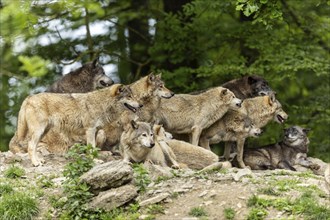 A group of wolves gather in a clearing in the forest, showing pack behaviour, Timberwolf, American