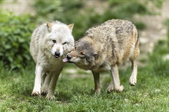 Two wolves show closeness and affection in a green, natural environment, Timberwolf, American wolf