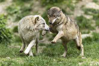 Two wolves in friendly interaction in a green, natural forest environment, Timberwolf, American