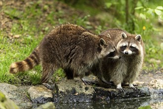 Raccoons (Procyon lotor)