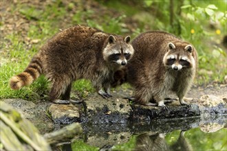 Two raccoons (Procyon lotor)