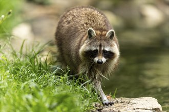 A raccoon walks carefully along the grassy edge of a pond, surrounded by green vegetation, raccoon