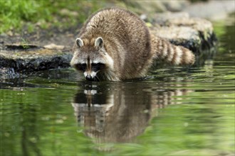 A raccoon curiously approaches the water of a pond surrounded by green vegetation, raccoon (Procyon