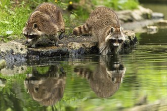 Two raccoons (Procyon lotor)