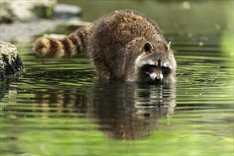 A raccoon stands in the water of a pond surrounded by shallow vegetation, raccoon (Procyon lotor)