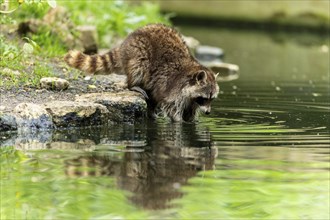 A raccoon carefully drinks water from the edge of a pond, surrounded by green nature, raccoon