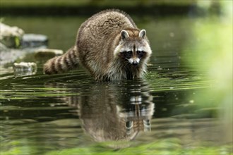 A raccoon stands in the shallow water of a pond, its reflection is visible in the water, raccoon