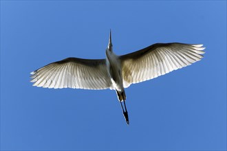 A white bird flies majestically against a clear blue sky, Great White Egret (Ardea alba, Syn.: