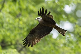 A bird of prey with outstretched wings flies through the air, against a background of foliage and