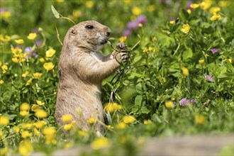 Ground squirrel in a colourful meadow, holding plants in its paws, black-tailed prairie dog (Cynomy