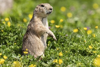 Upright ground squirrel in a green meadow with yellow flowers, black-tailed prairie dog (Cynomy