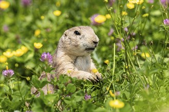 Ground squirrel in a meadow with yellow and purple flowers in sunlight, black-tailed prairie dog