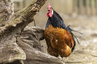 A proud rooster with brown feathers and a black neck stands on a farm and crows, Vorwerkuhn,