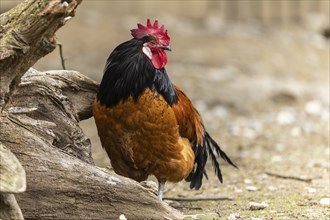 A stately rooster with brown feathers and a black neck stands next to a tree trunk, Vorwerkuhn,