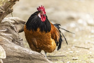 A rooster with brown feathers and a black neck stands next to a tree trunk on a farm, Vorwerkuhn,