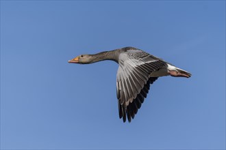 A goose flies in the blue sky, its wings spread wide, greylag goose (Anser anser), wildlife